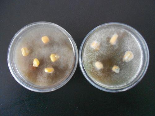 細菌與霉菌之污染測試