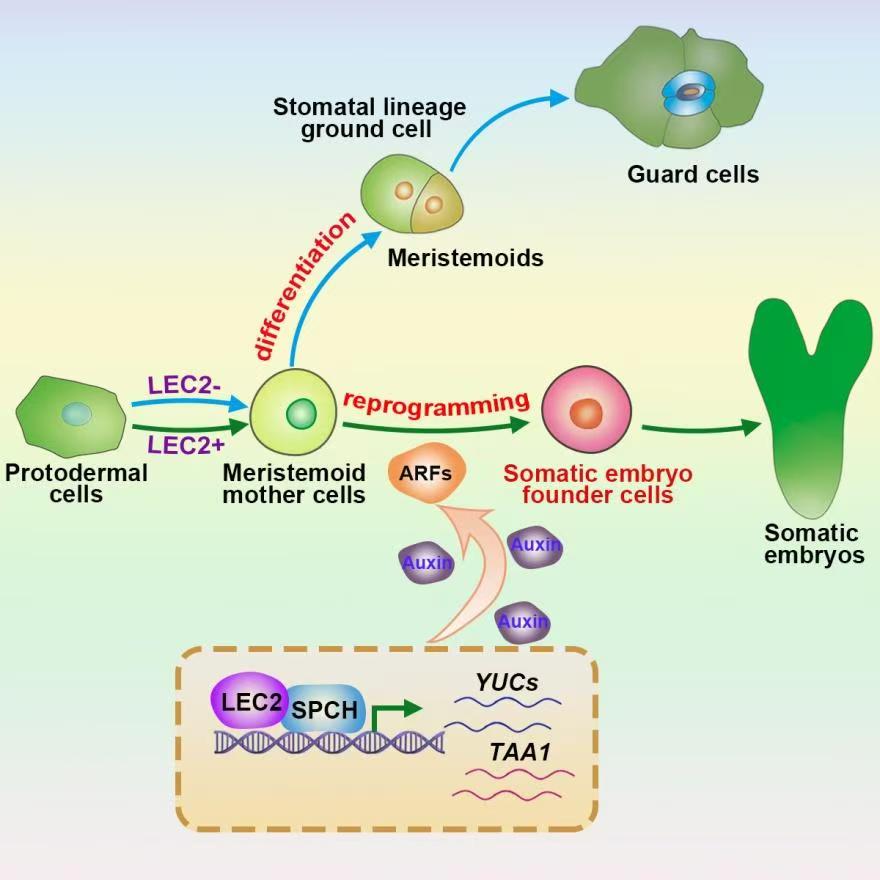科研新突破！我國科學(xué)家破解植物細(xì)胞全能性世紀(jì)難題